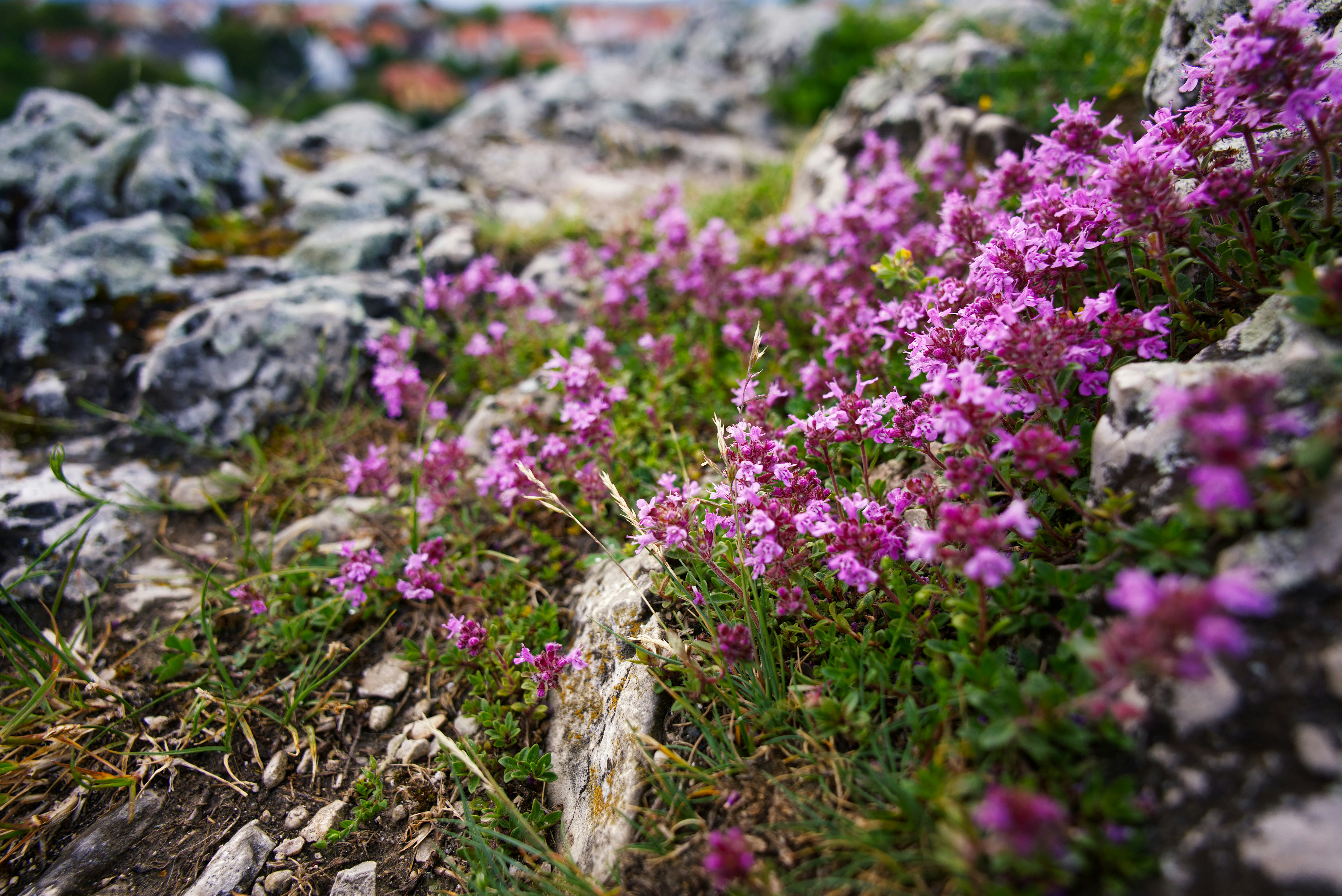 Reproductive Strategies for the Extreme (image credits: unsplash)