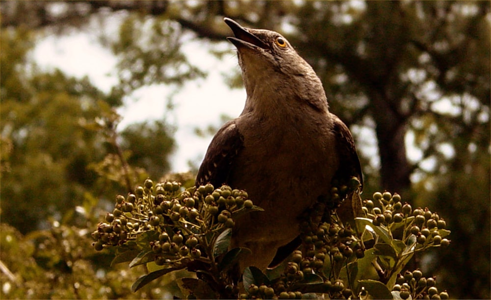 a bird sitting on top of a tree filled with leaves