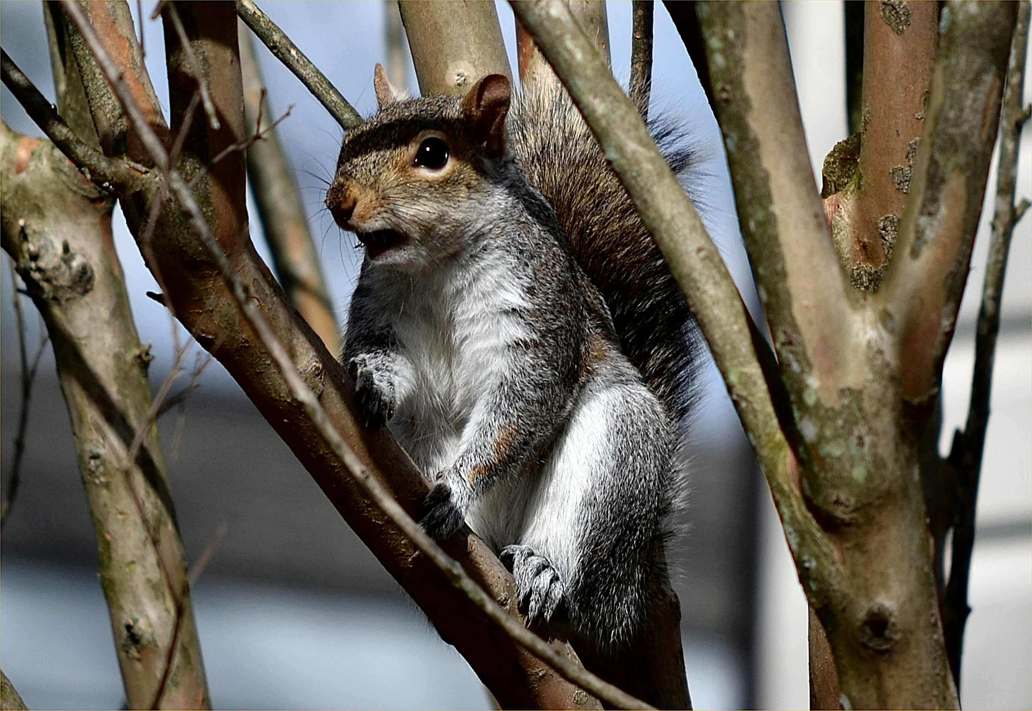 a squirrel is sitting on a tree branch