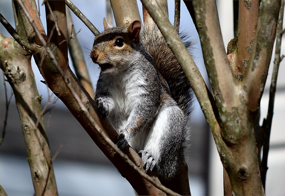 a squirrel is sitting on a tree branch