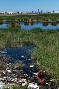 a river filled with lots of trash next to a lush green field