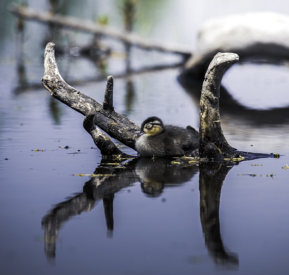 a baby bird is sitting on a branch in the water