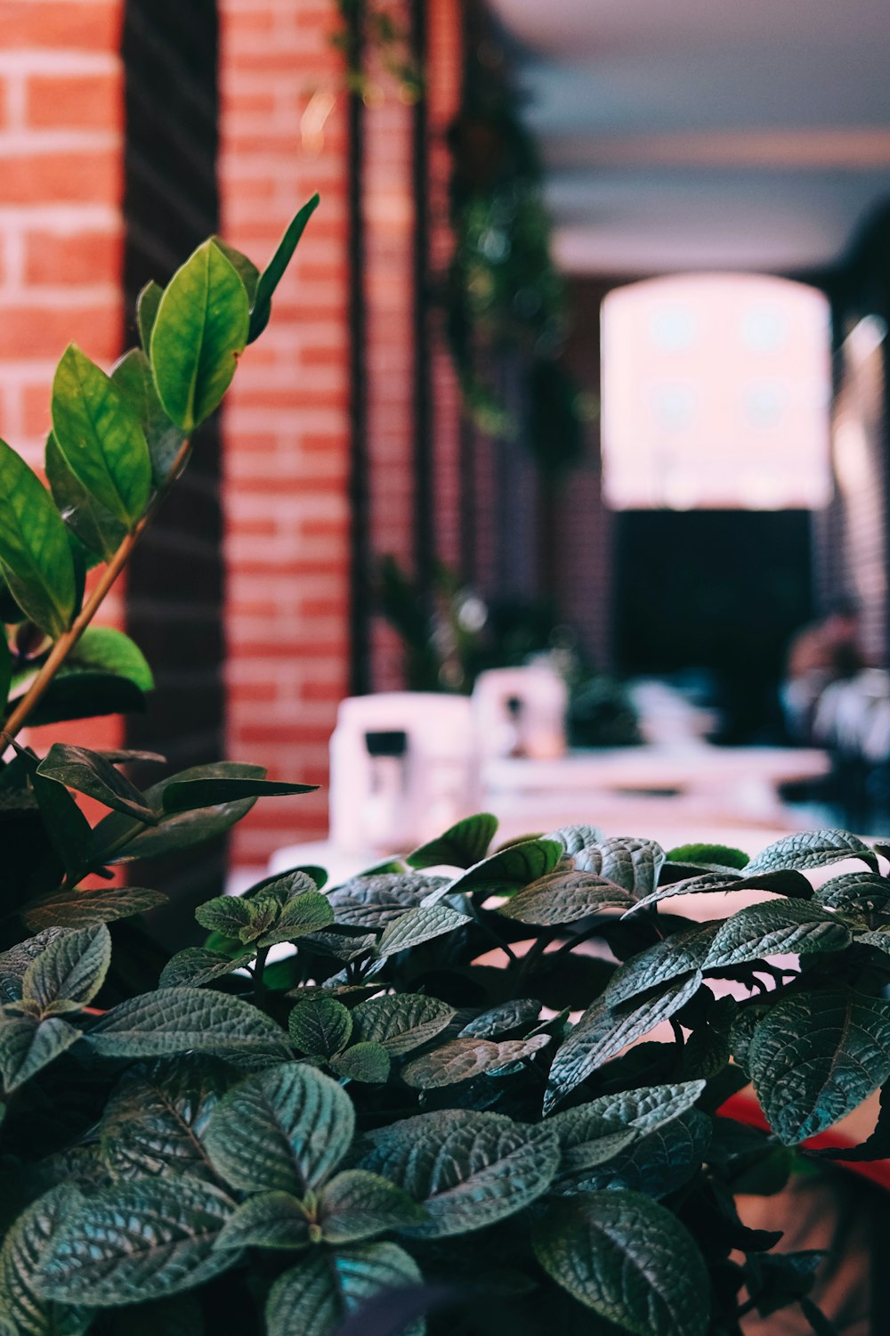 a potted plant with green leaves in front of a brick wall