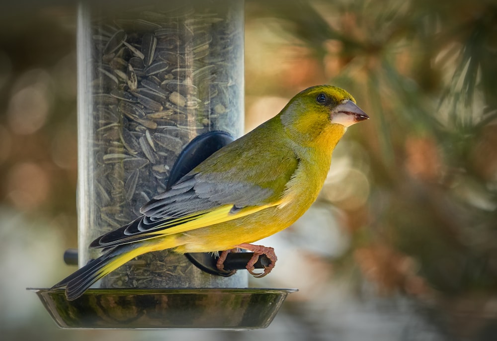 a yellow bird perched on top of a bird feeder