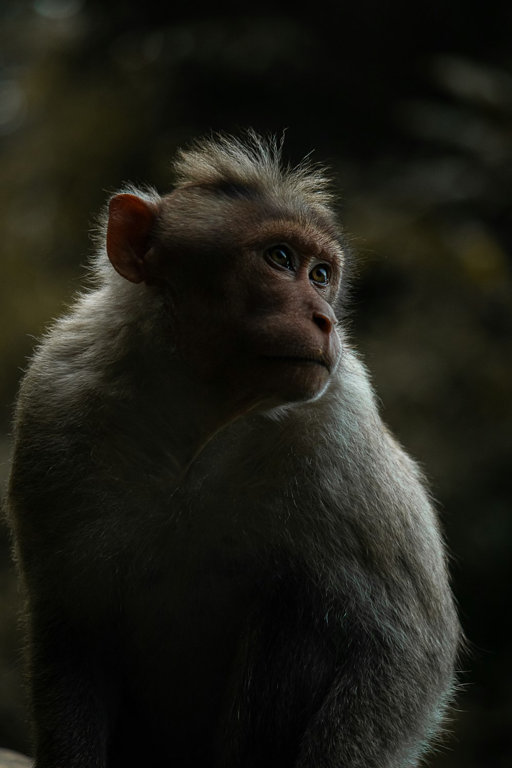 a close up of a monkey with a blurry background