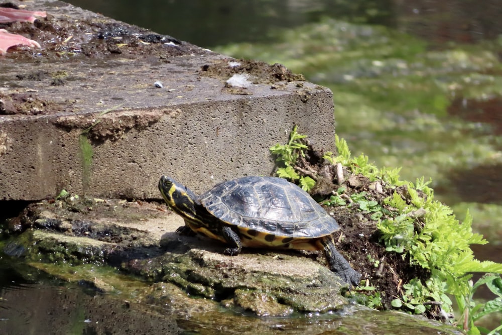 une tortue assise au sommet d’un rocher à côté d’un plan d’eau