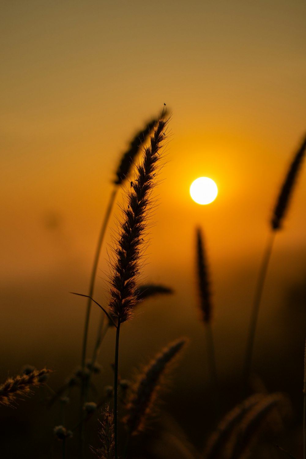 green wheat field during sunset photo – Free Grass Image on Unsplash
