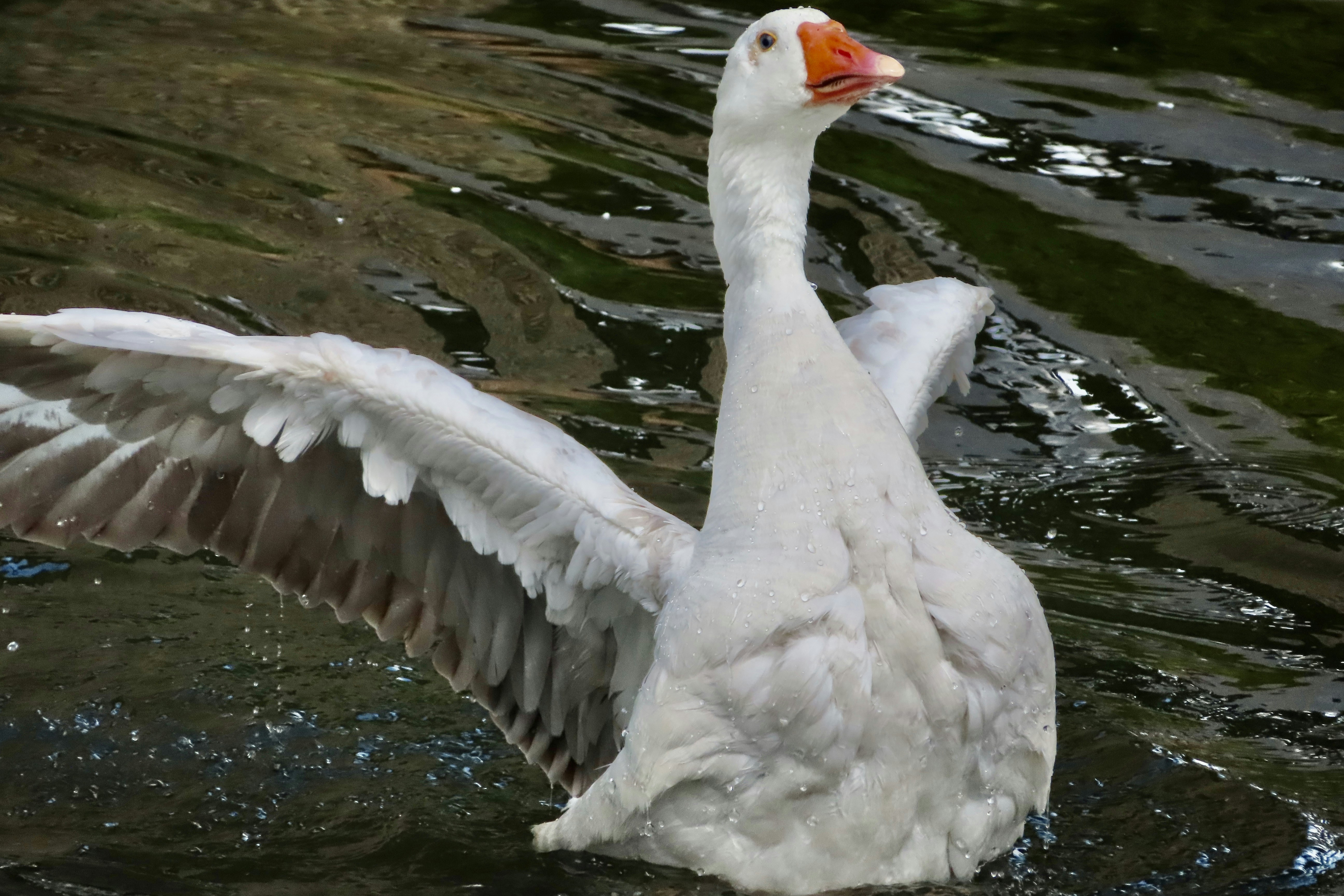 goose image