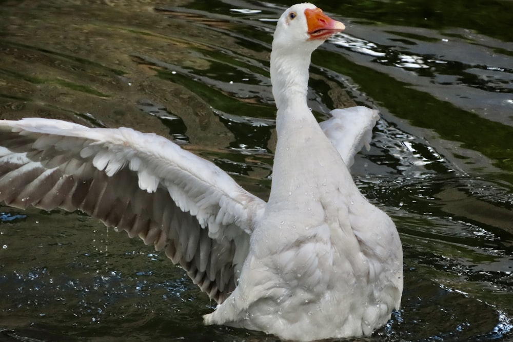 eine große weiße Ente, die auf einem Gewässer schwimmt