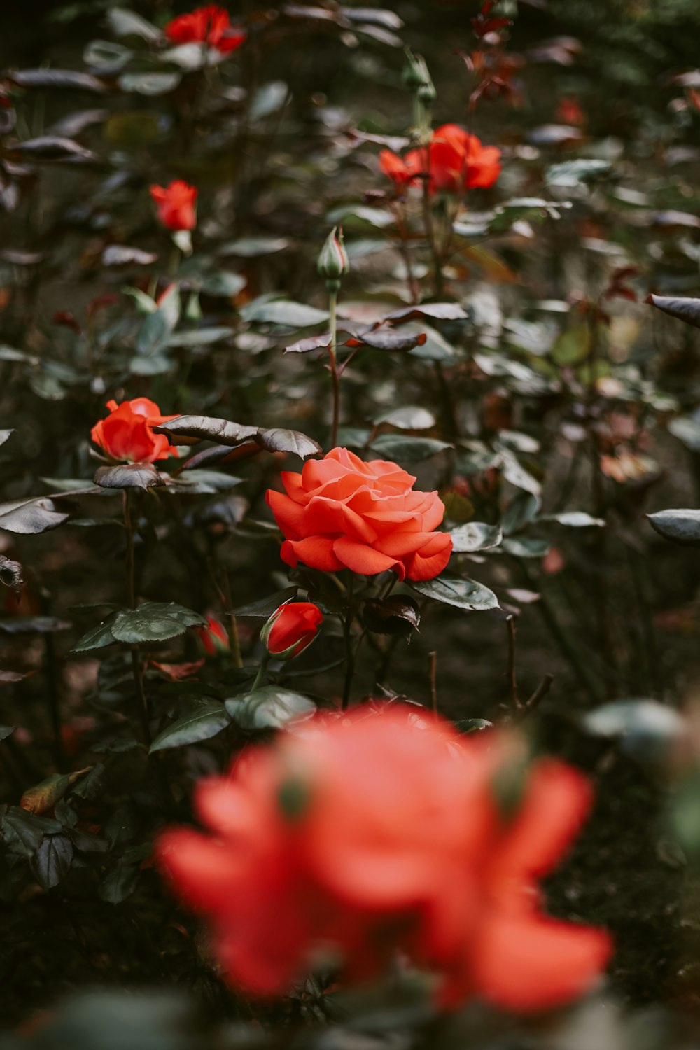 a bunch of red flowers that are in the grass