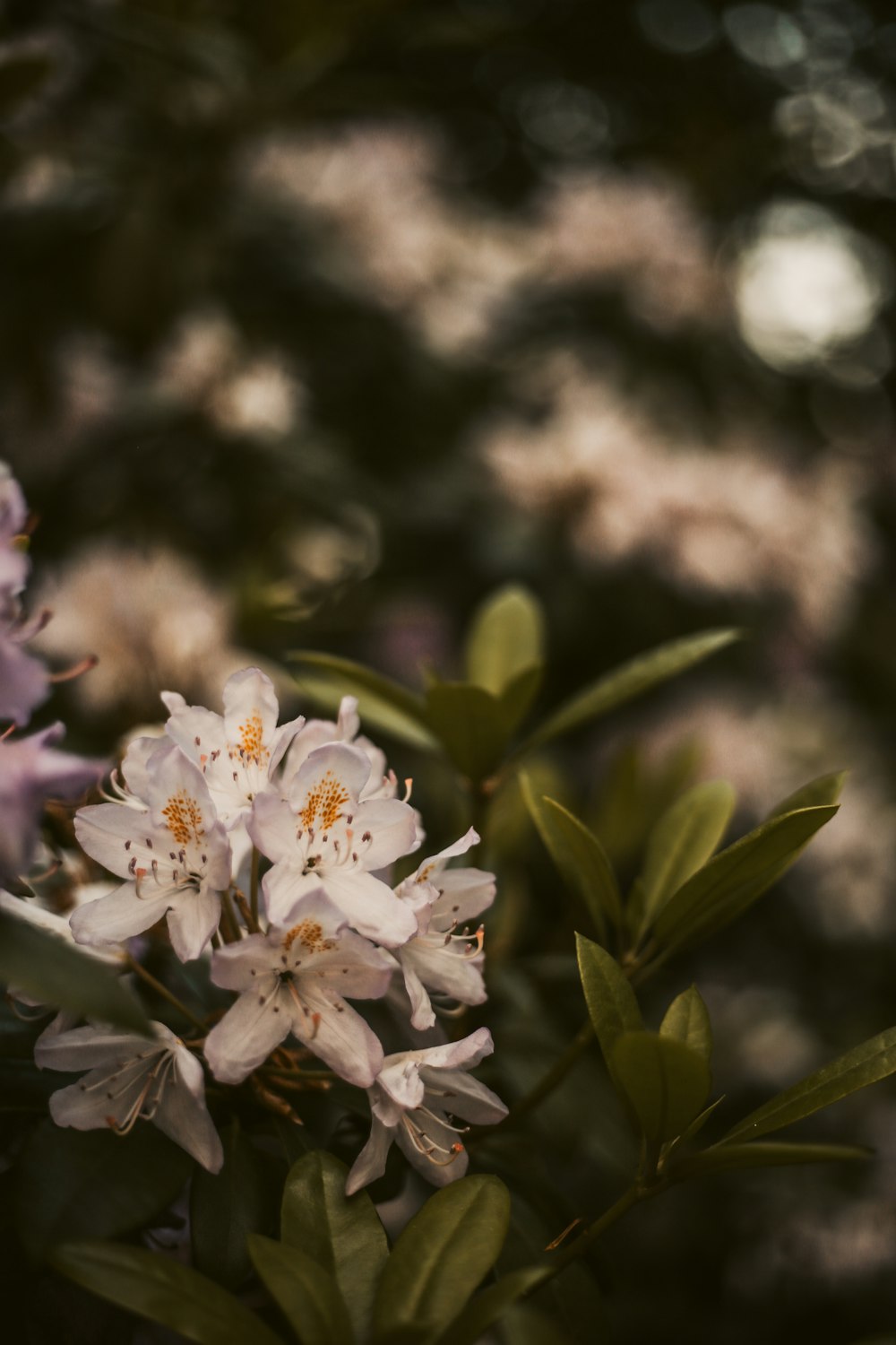 a bunch of flowers that are in a vase