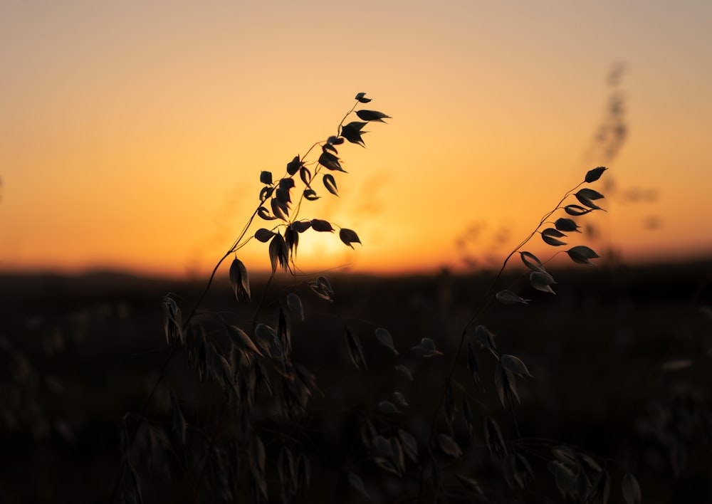 the sun is setting over a field of grass