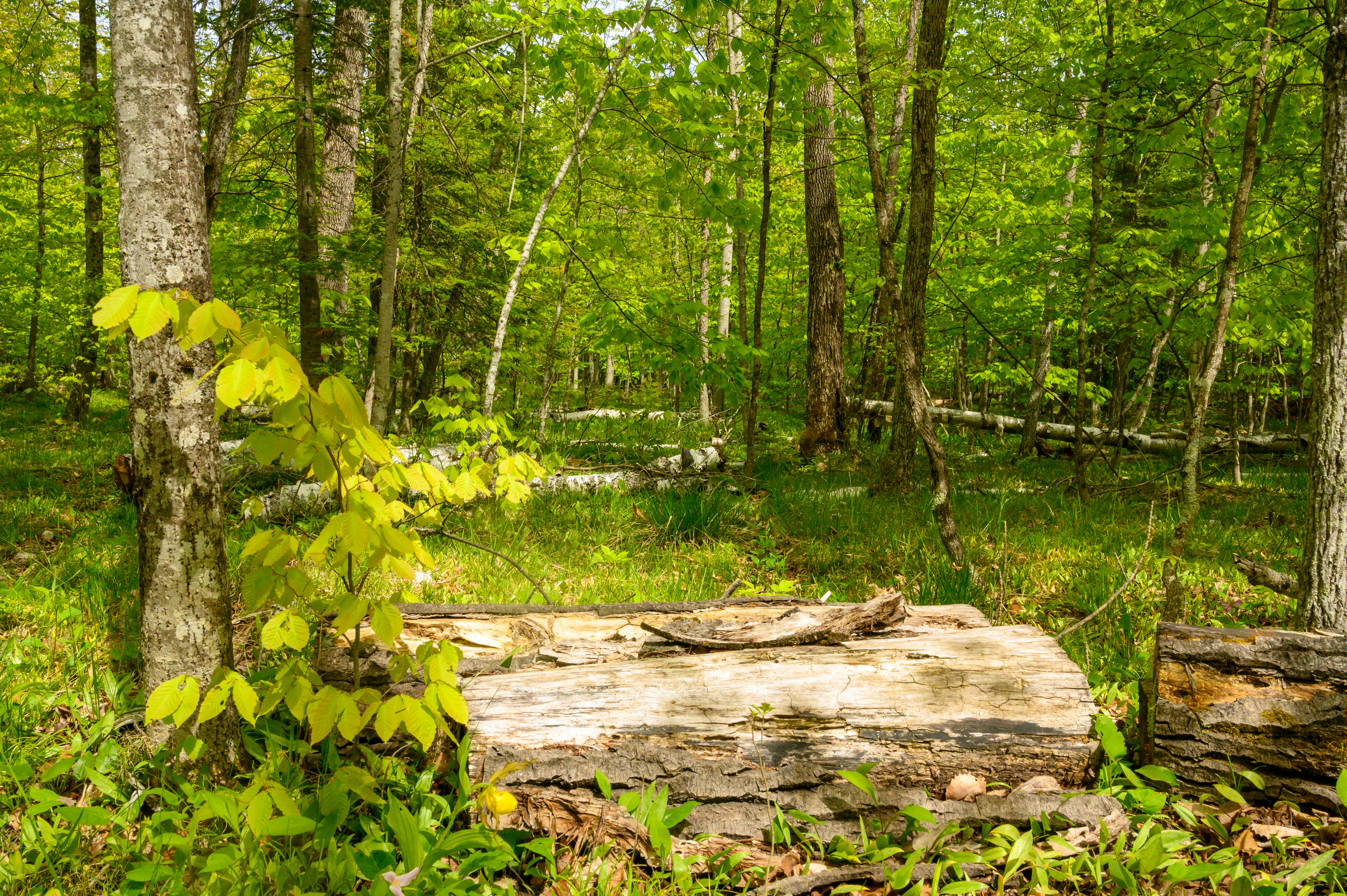 Photo by starsraining