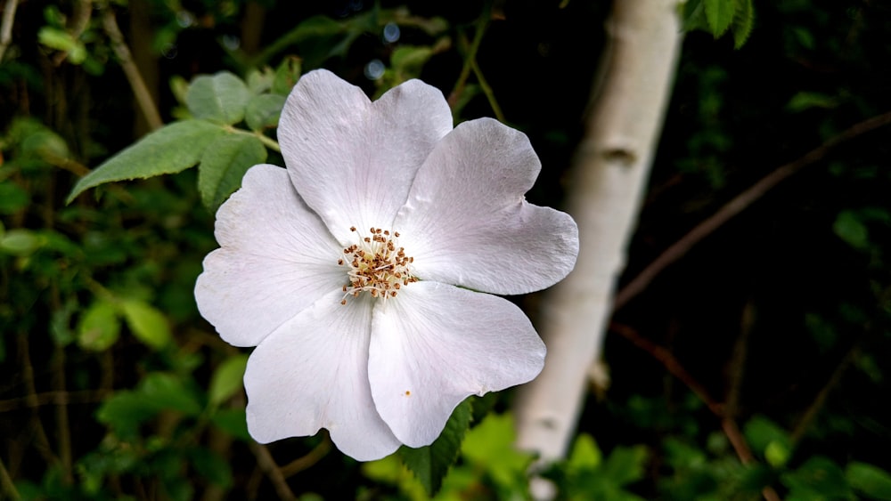 a white flower with green leaves in the background