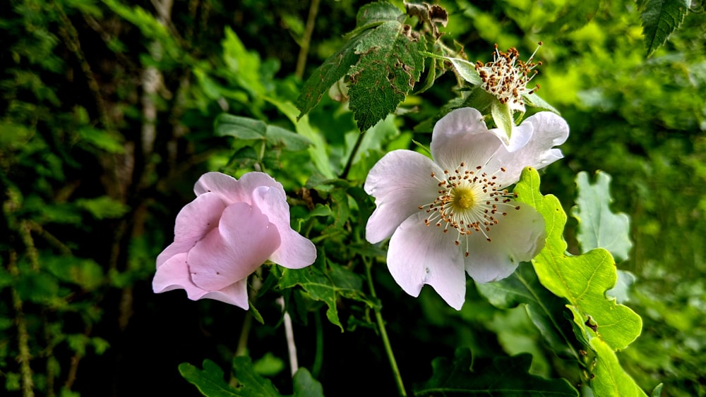 a couple of pink flowers sitting on top of a lush green forest