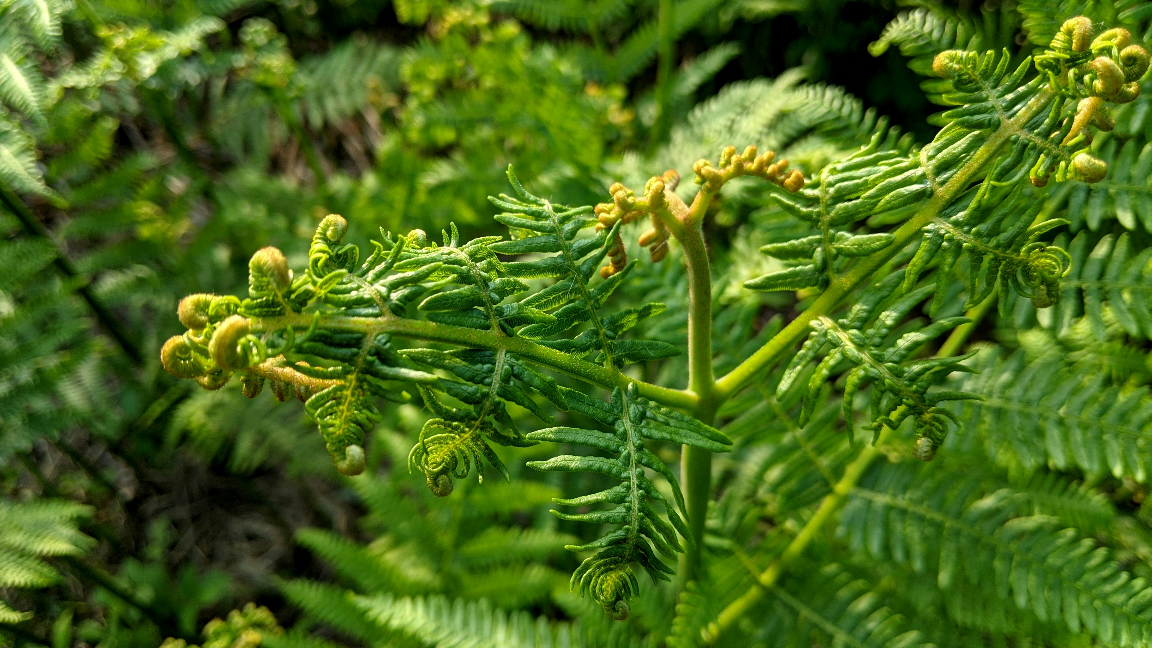 Lush Fern Plant