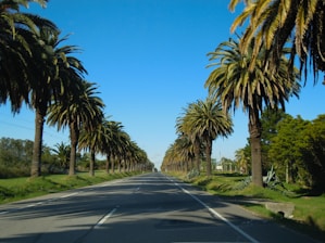 An empty road lined with palm trees, leading towards a peaceful beach destination.