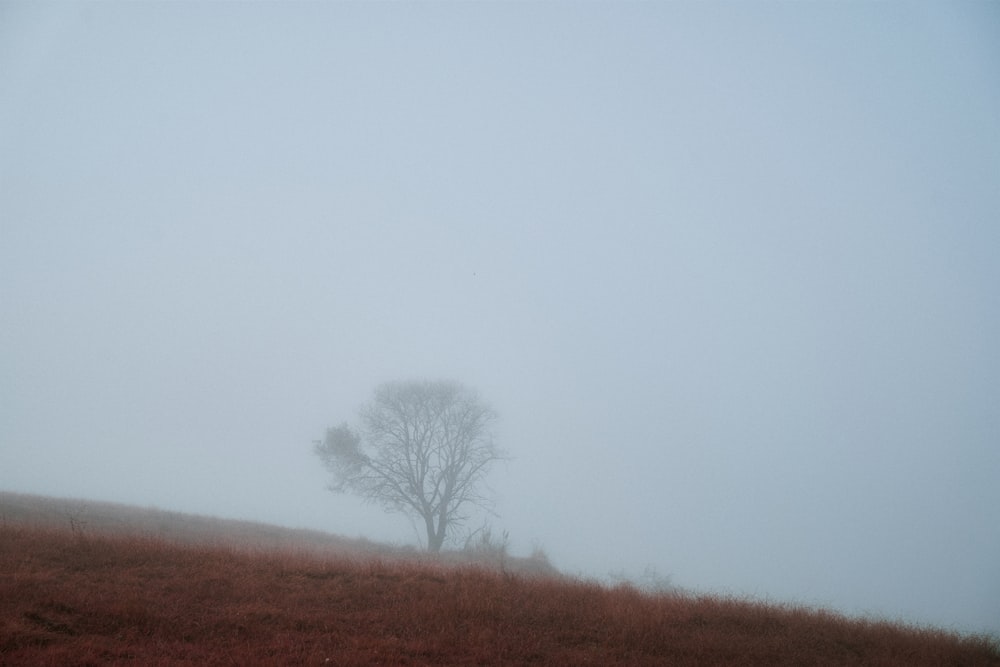 a lone tree on a hill in the fog