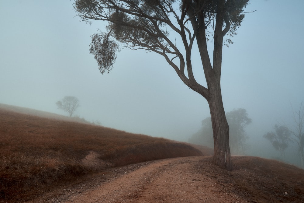 a dirt road with a tree on the side of it