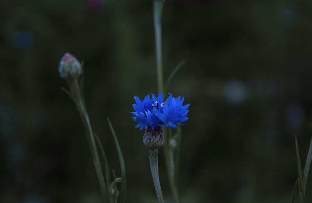 um close up de uma flor azul com um fundo desfocado