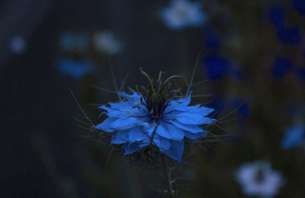 um close up de uma flor azul em um fundo escuro