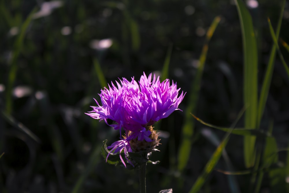a purple flower in the middle of a field