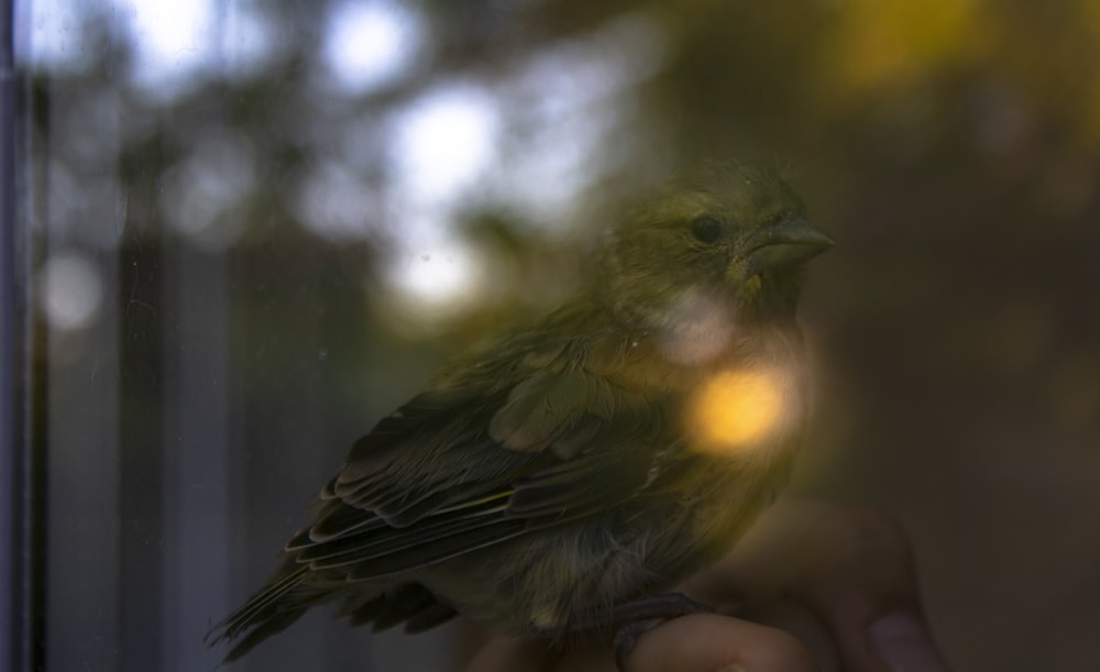 a small bird perched on top of a persons hand