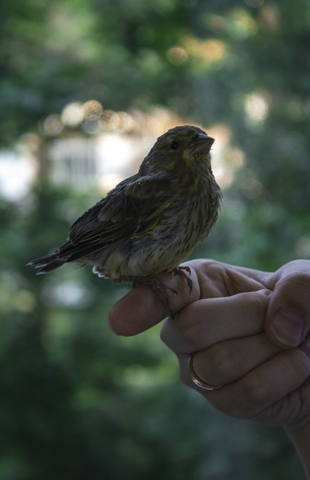 a small bird perched on top of a persons hand