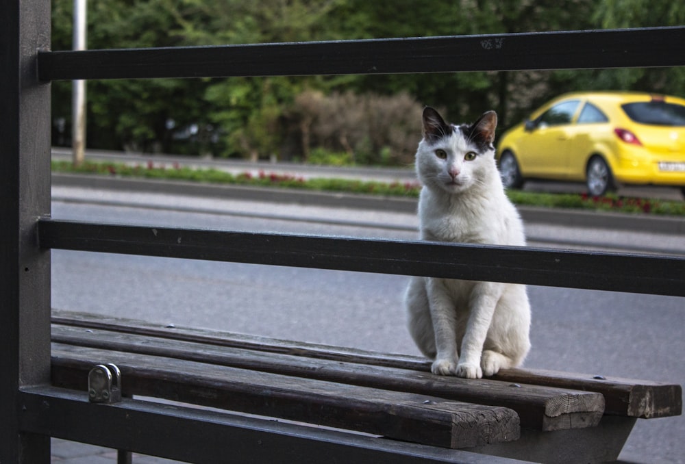 a white and black cat sitting on top of a wooden bench