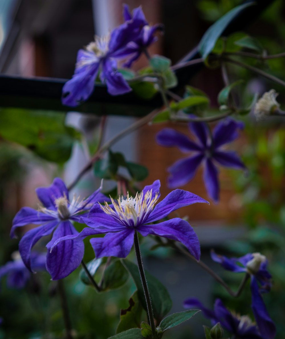 a bunch of purple flowers that are on a plant