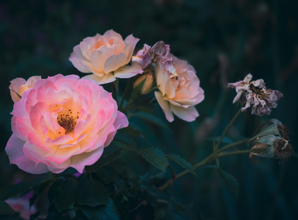 a group of pink flowers with green leaves