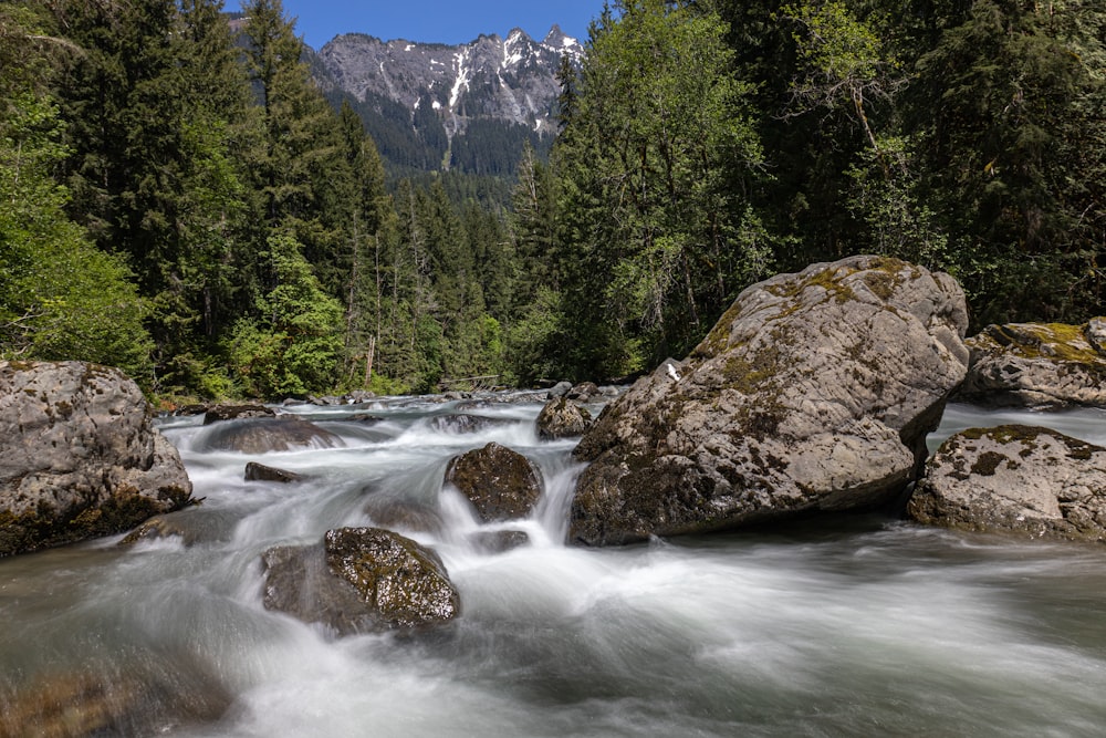 a river running through a forest filled with rocks