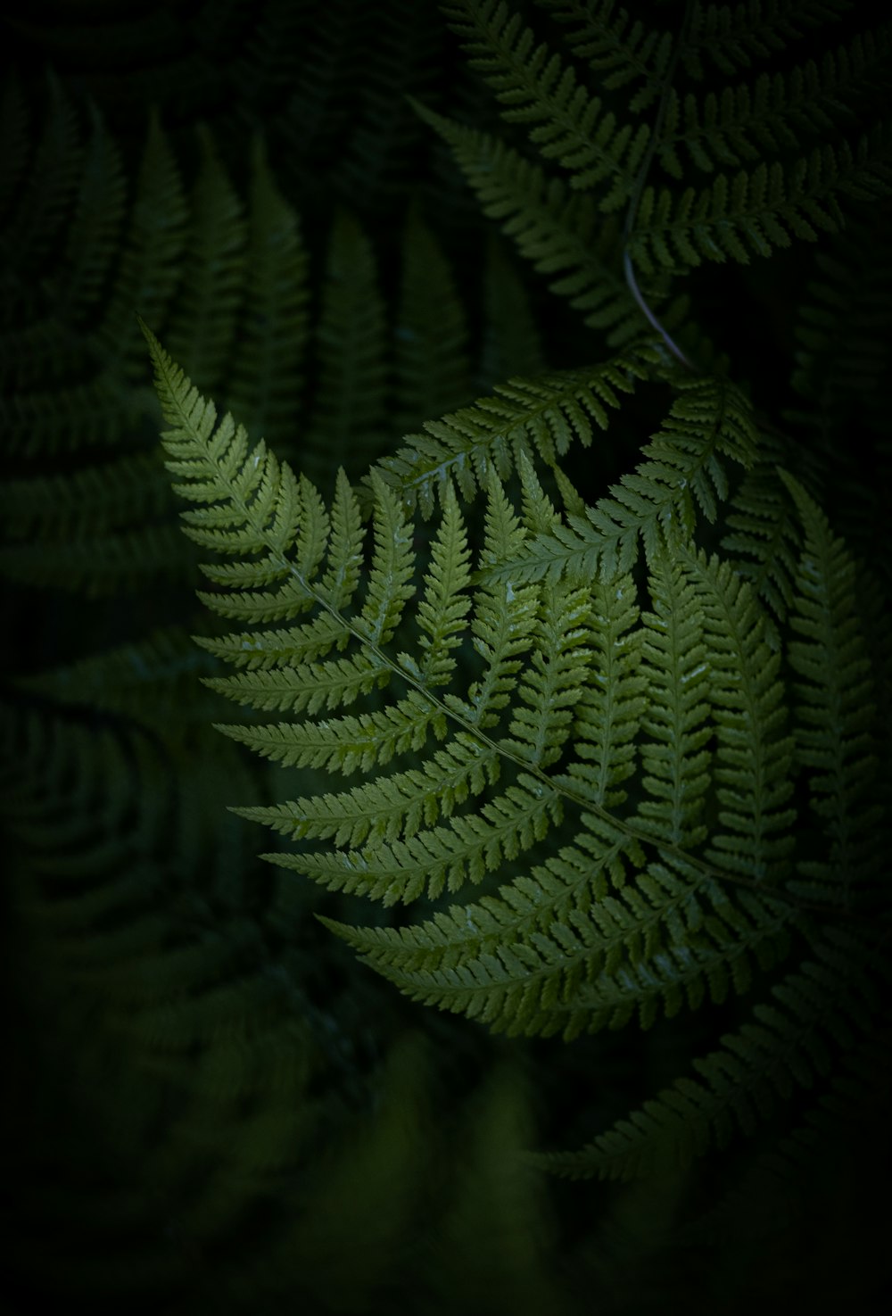 a close up of a fern leaf in the dark