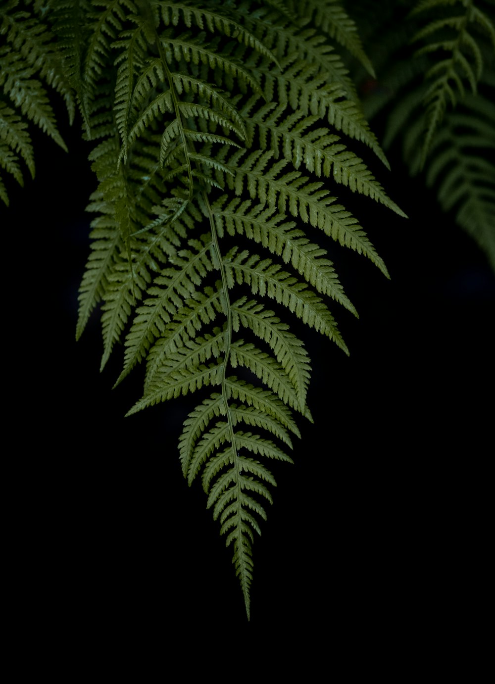 a close up of a green plant on a black background