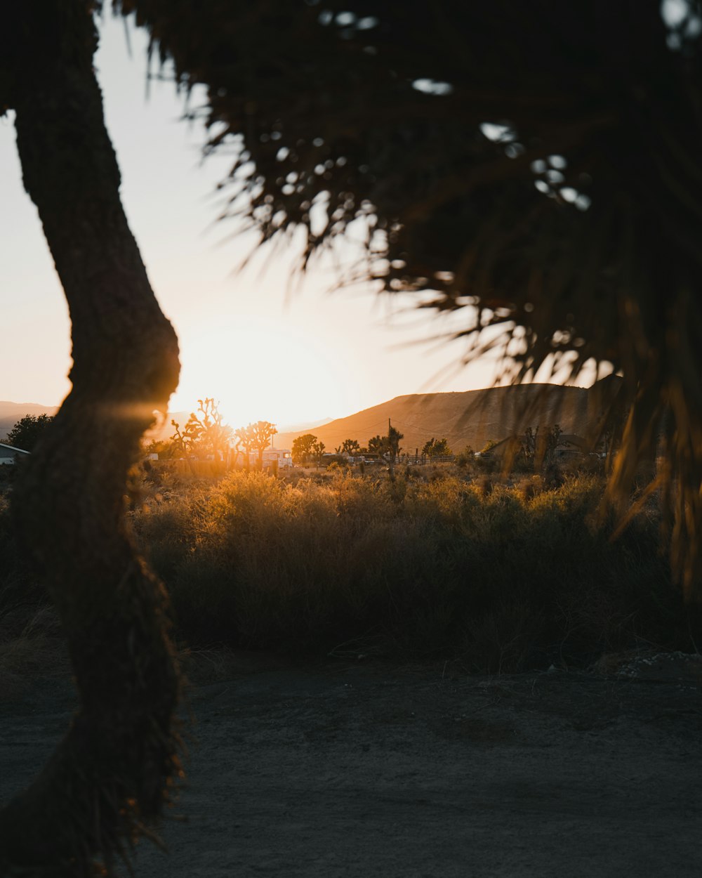 the sun is setting in the distance behind a tree