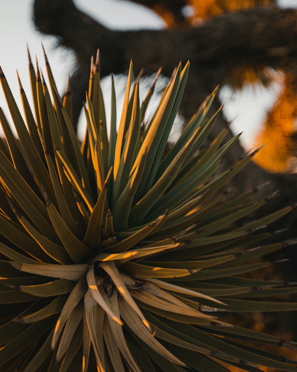 a close up of a plant with a sky in the background