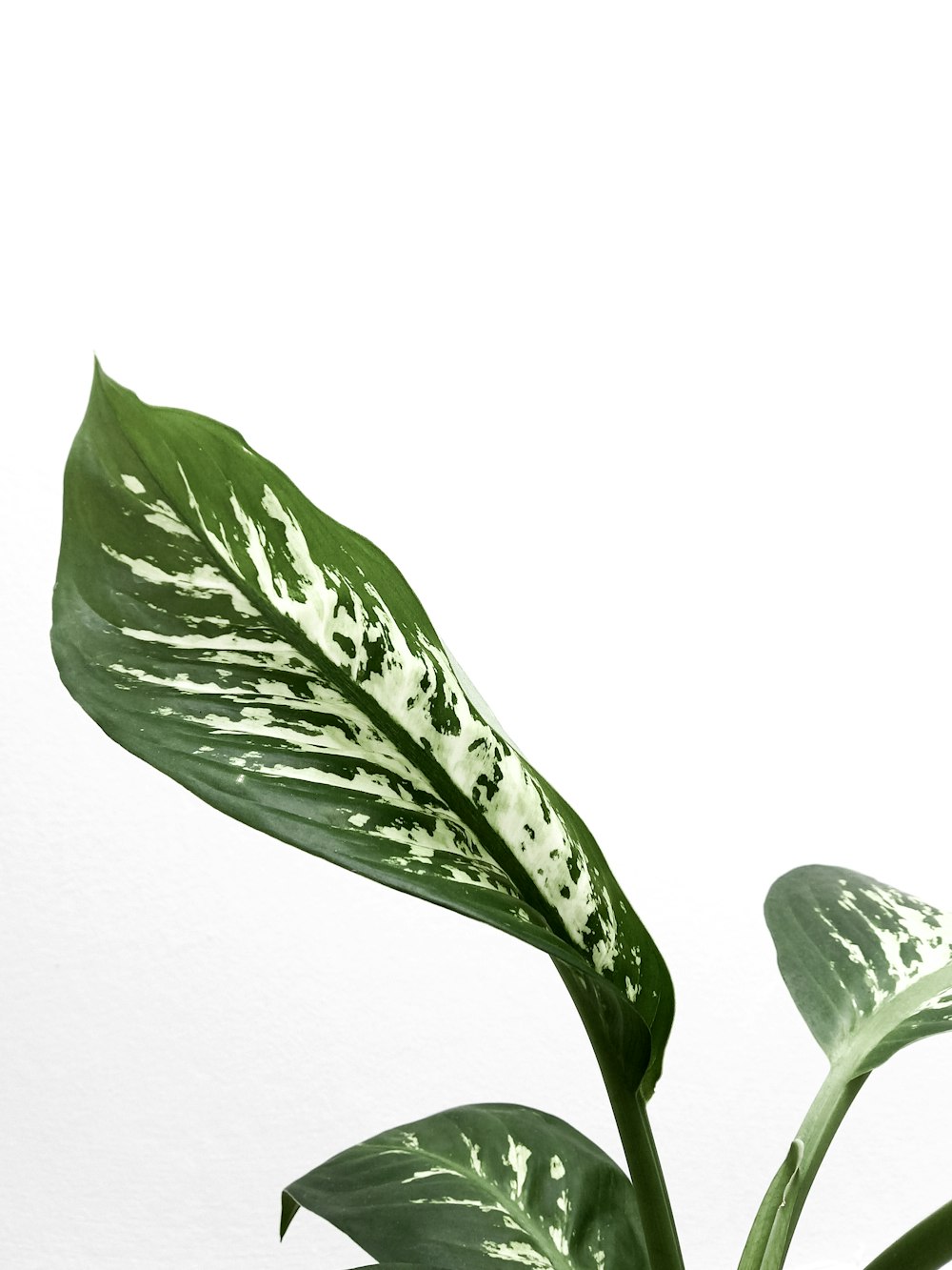 Nahaufnahme einer Pflanze mit weißem Hintergrund