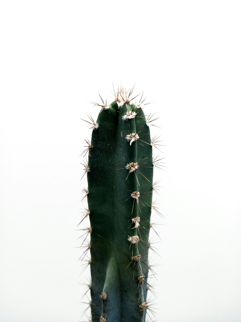 a green cactus with small white flowers on it