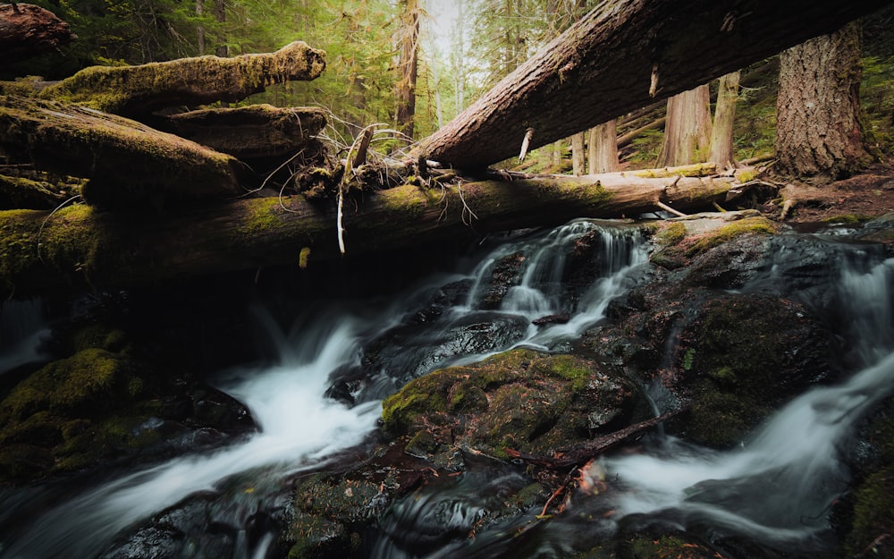 a stream running through a lush green forest