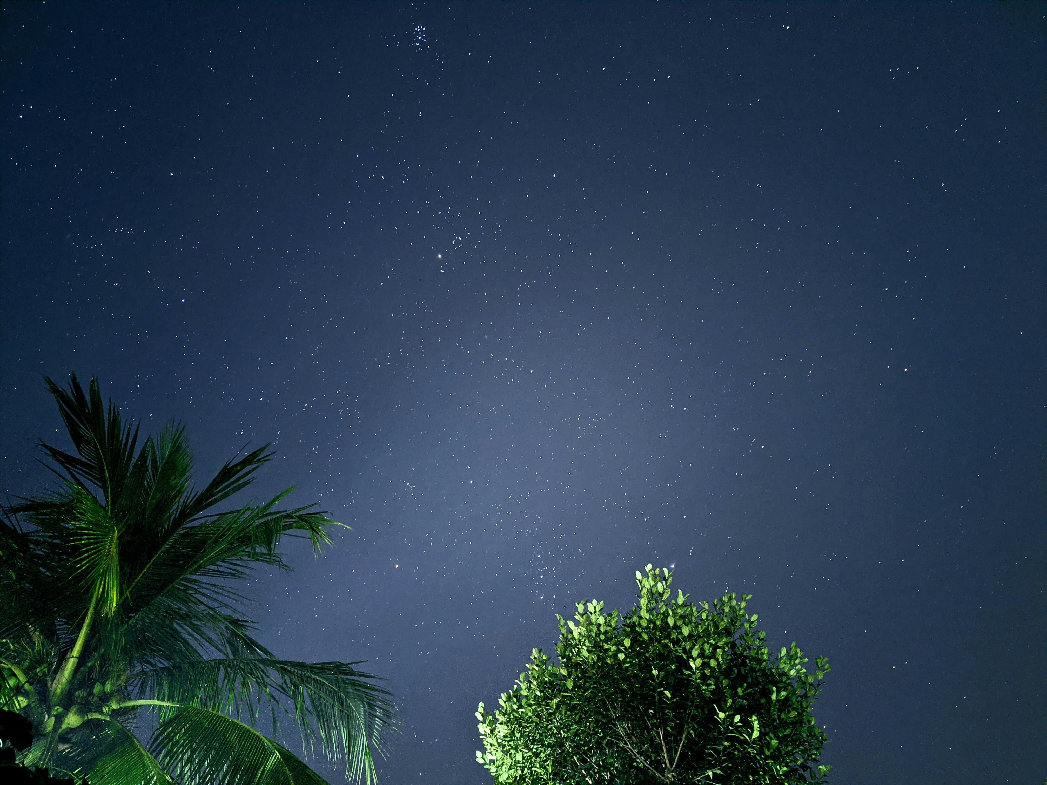Un cielo nocturno con estrellas y árboles en primer plano