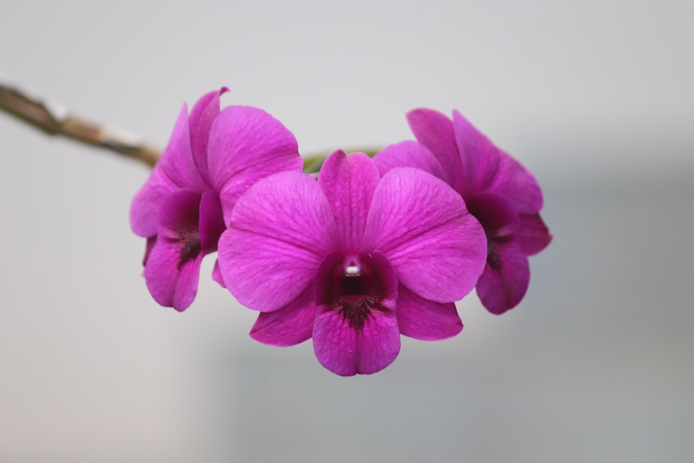 a close up of a purple flower on a stem