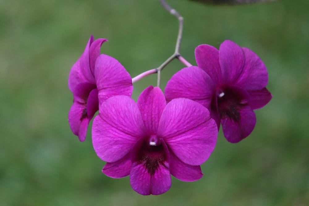 a close up of a purple flower on a branch