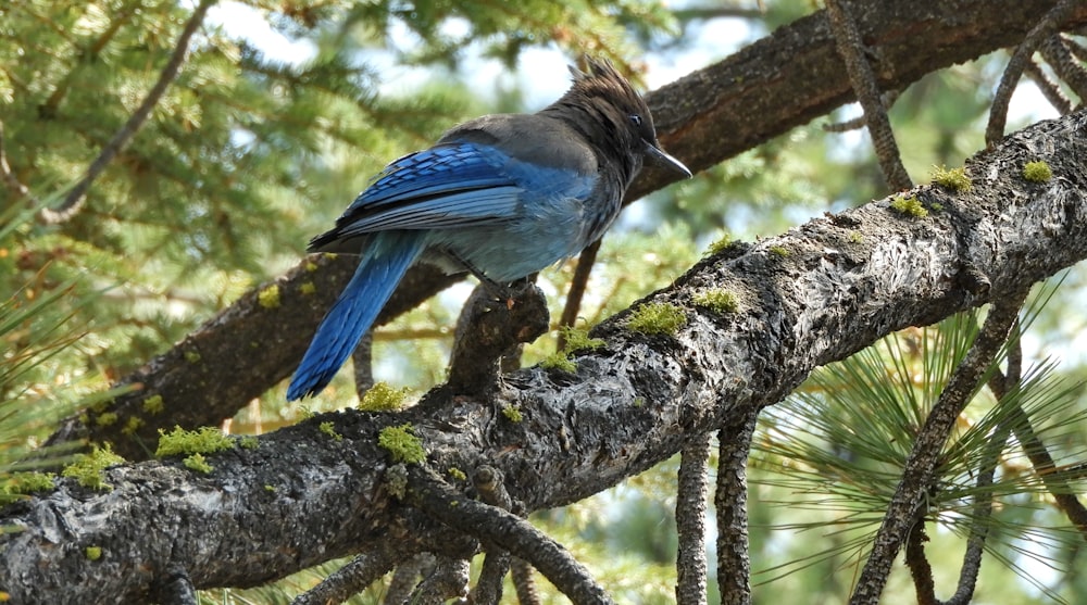 a blue bird perched on a branch of a pine tree