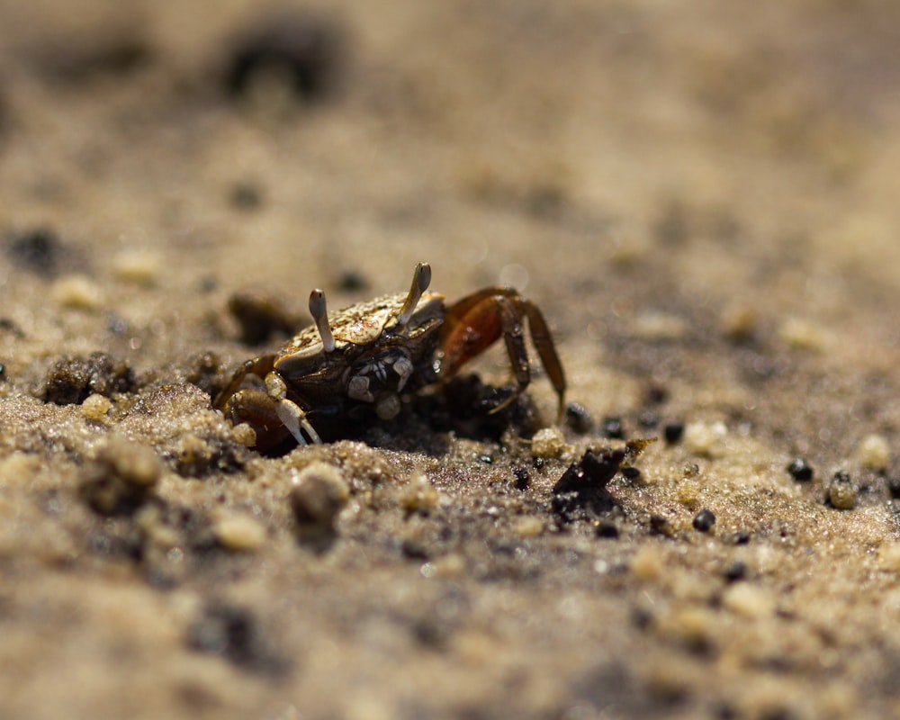 a crab crawling in the sand on the beach