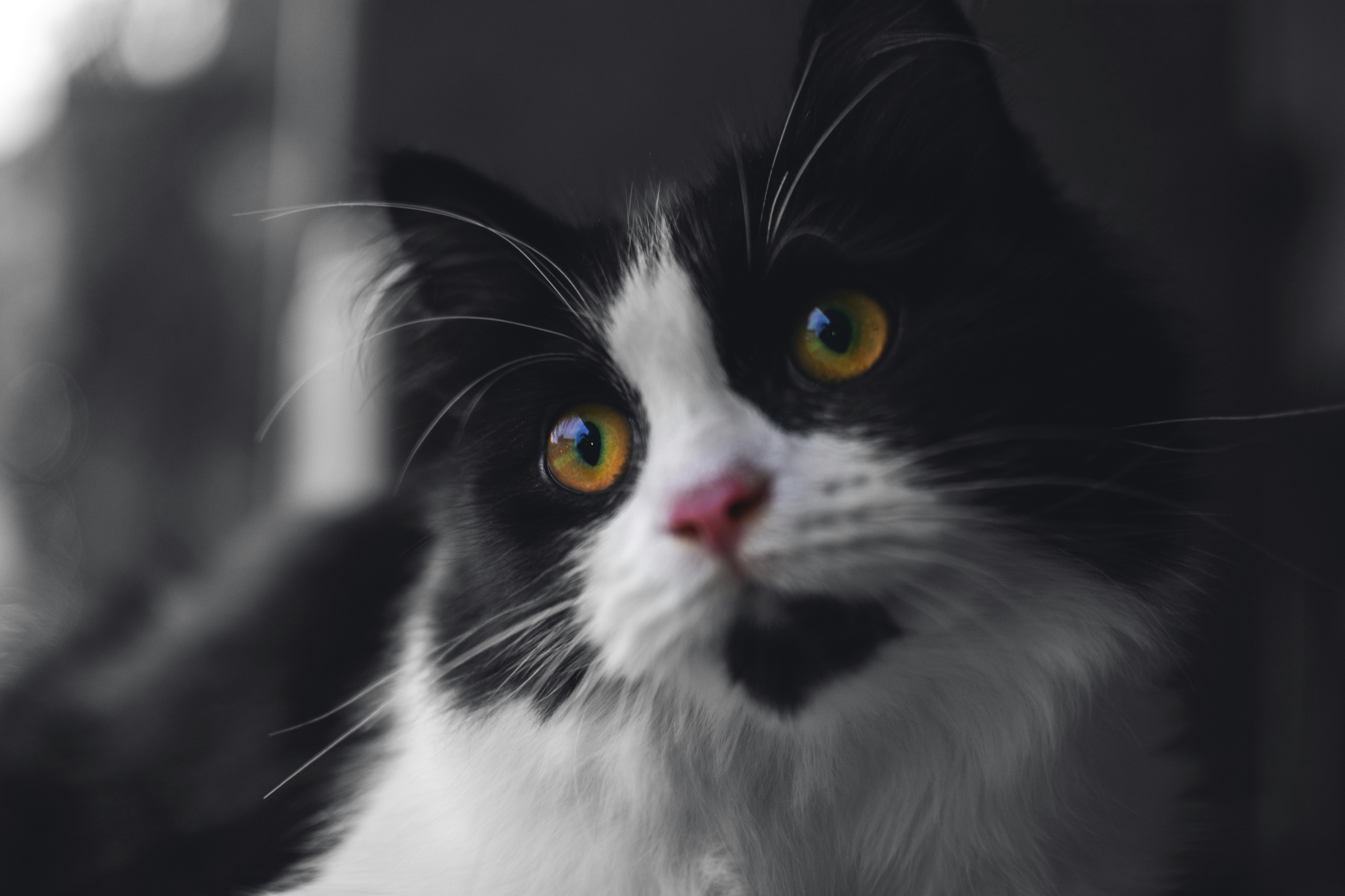 Close up photo of black and white cat