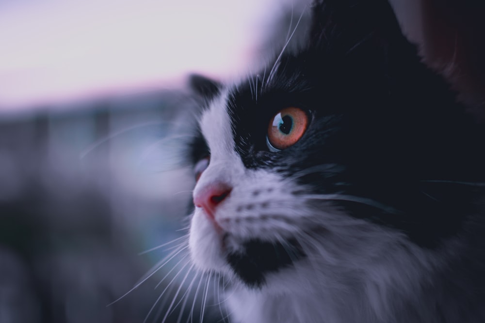 a black and white cat staring at something