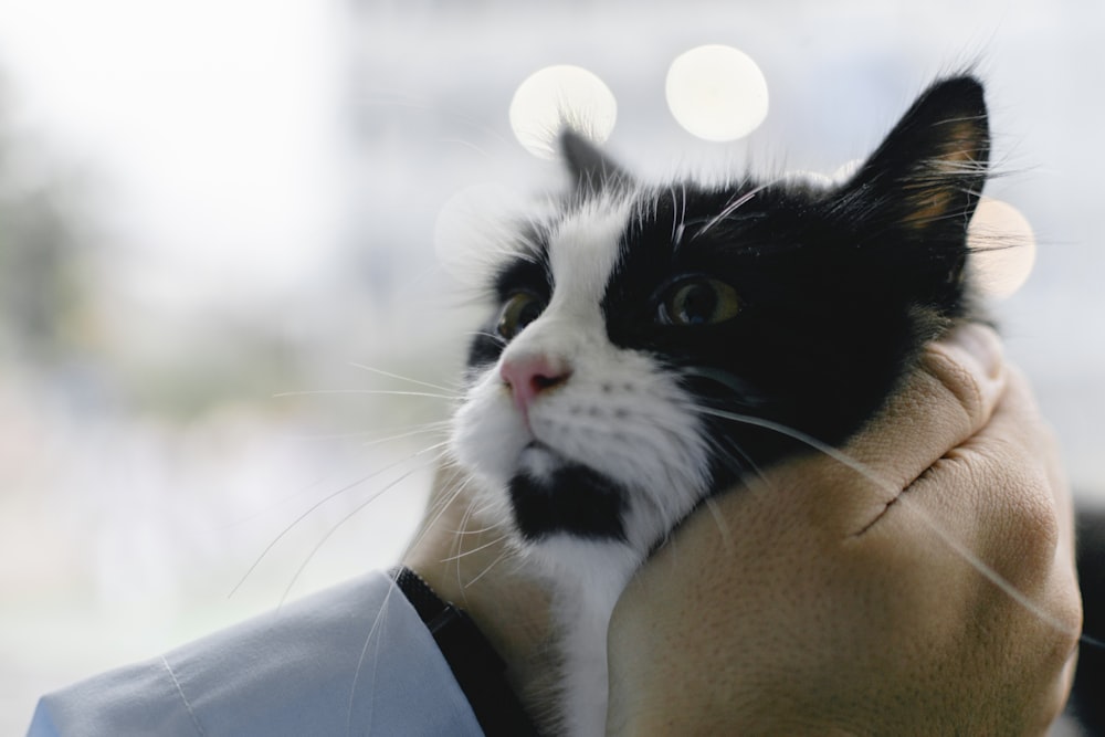a black and white cat is being held by a person
