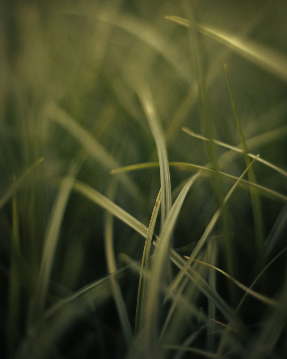 a close up of some grass with a blurry background