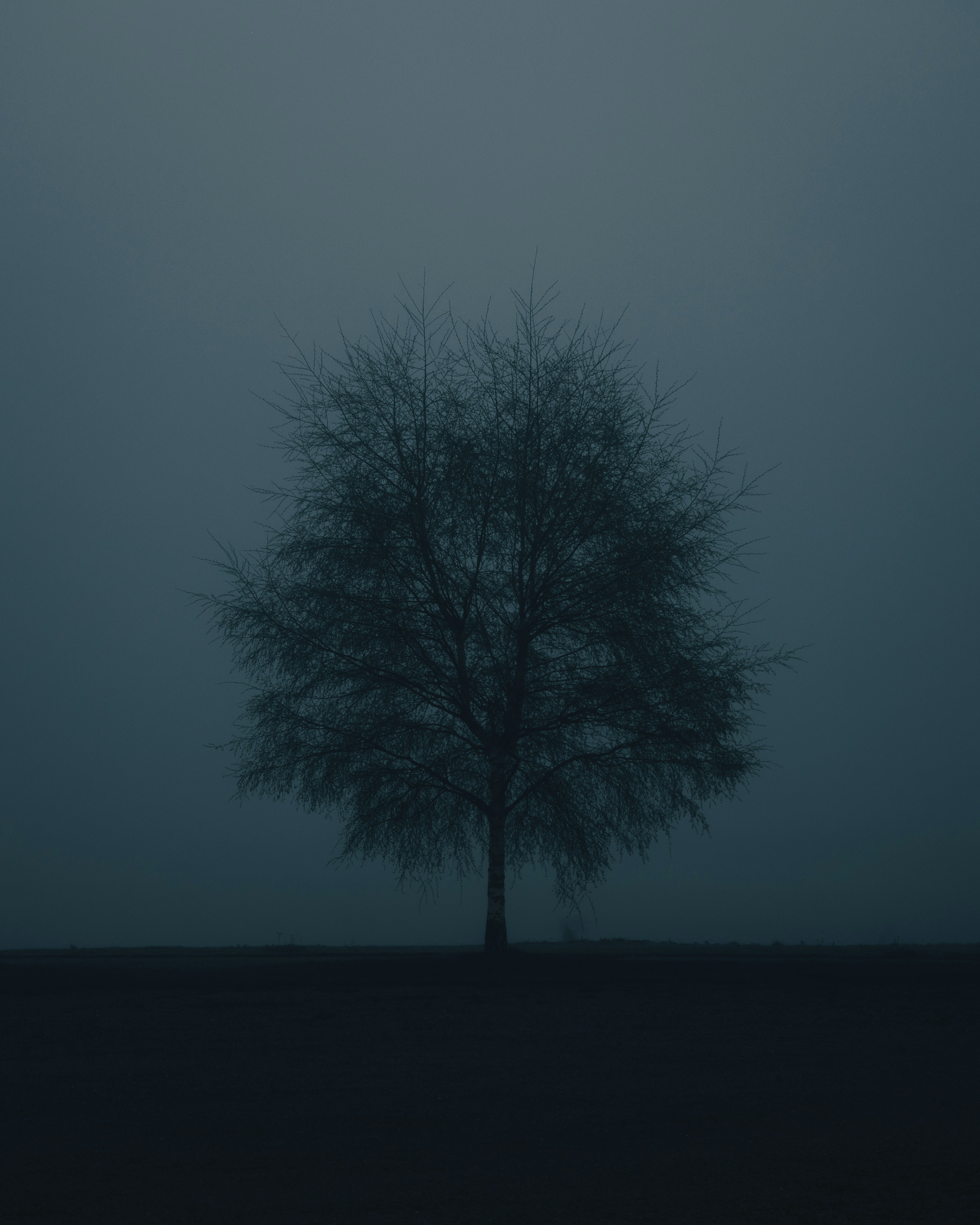 Tree Dark Pictures | Download Free Images on Unsplash