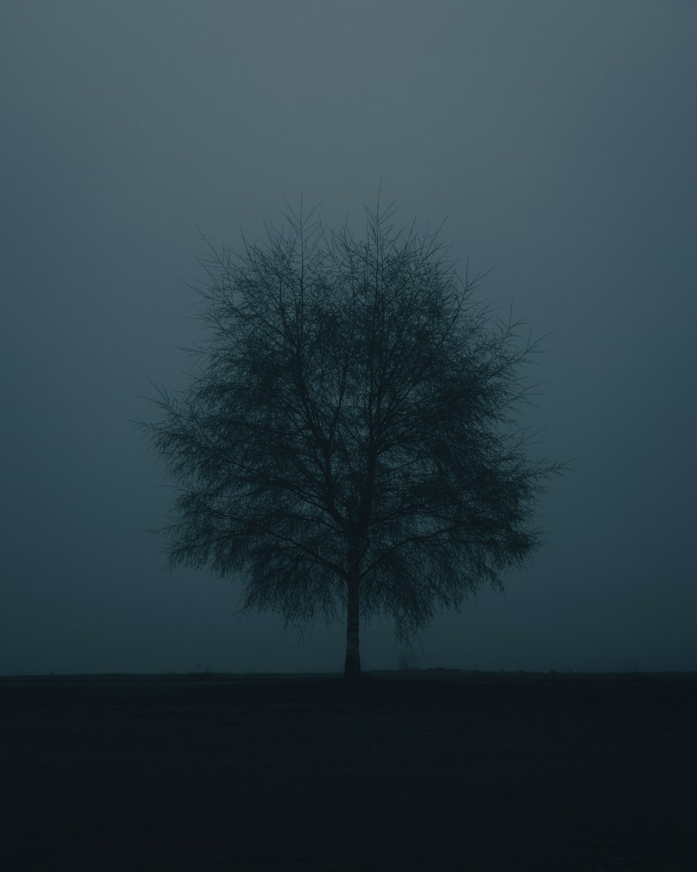 Un albero solitario in un campo nebbioso